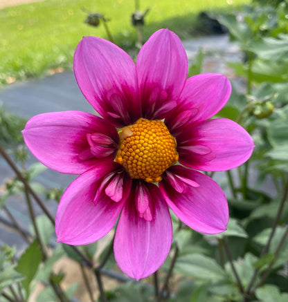 Bloomquist Sweet - Tuber