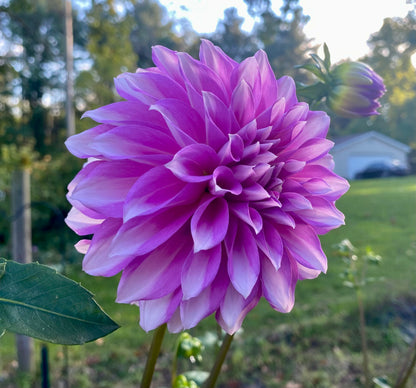 WB’s Misbehavin’ - Tuber