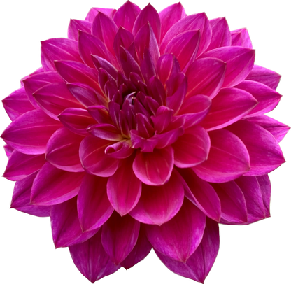 Sandia Nocturne - Tuber