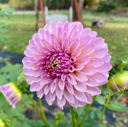 Skipley Spot of Gold - Tuber