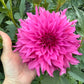 Bloomquist Blessing - Tuber