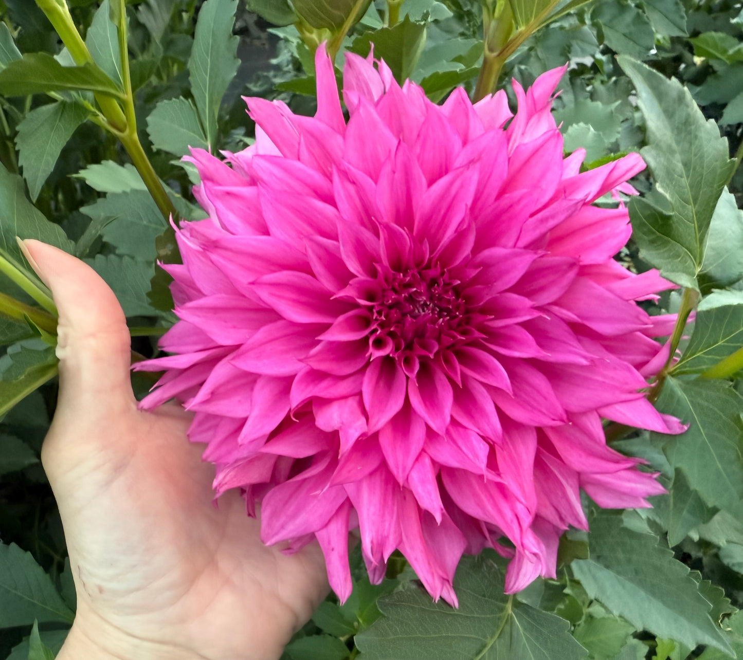 Bloomquist Blessing - Tuber