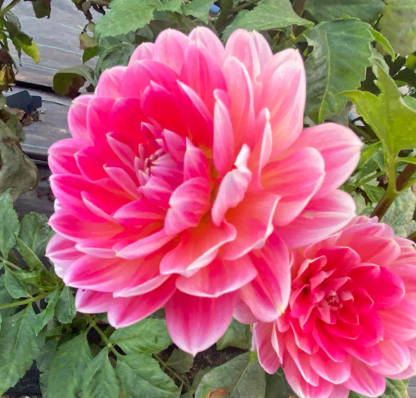 Hapet Elite - Tuber - LIMIT 1