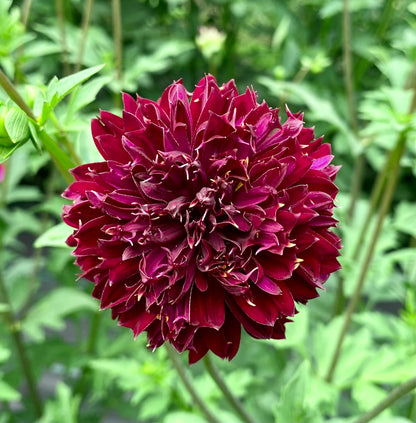 Bloomquist Obeisance - Tuber