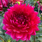Hollyhill Pandora - Tuber