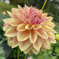 Dusty Beauty (Euro Variety) - Tuber