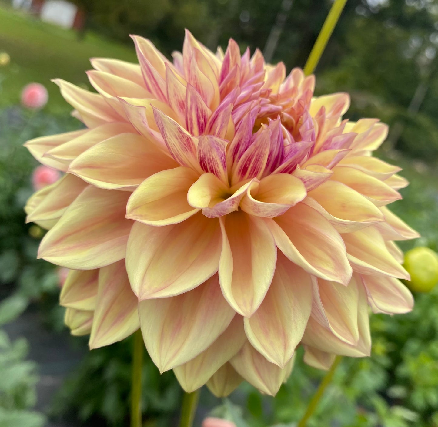 Dusty Beauty (Euro Variety) - Tuber