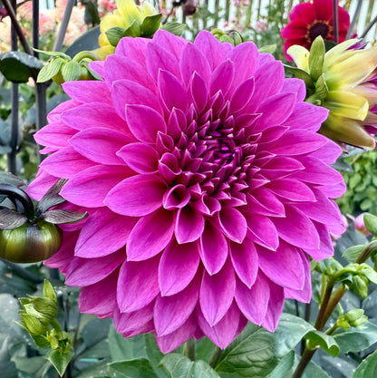 Bloomquist Ruby - Tuber