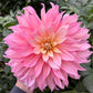 Garden of Love (Japan) - Tuber