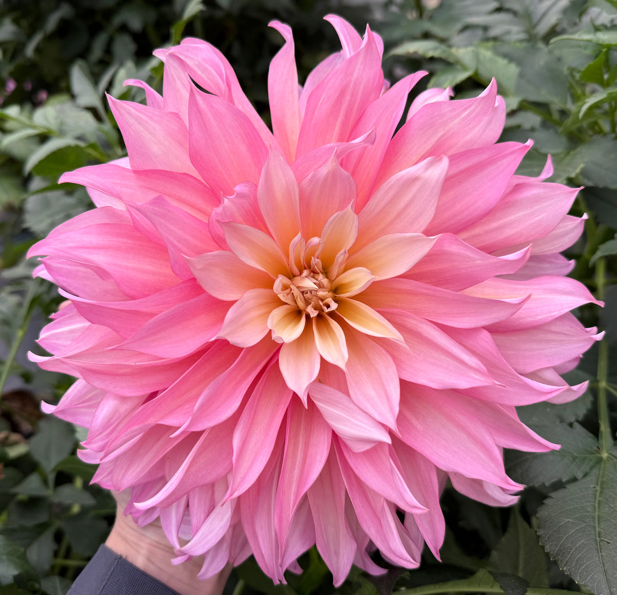 Garden of Love (Japan) - Tuber