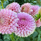 Bloomquist Pink Parfait - Tuber
