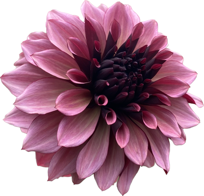 Night Silence - Tuber