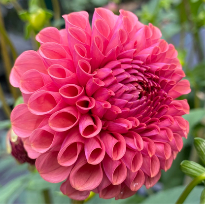 Ferncliff Rusty - Tuber