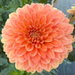Amber Crystal (Euro Variety)- Tuber