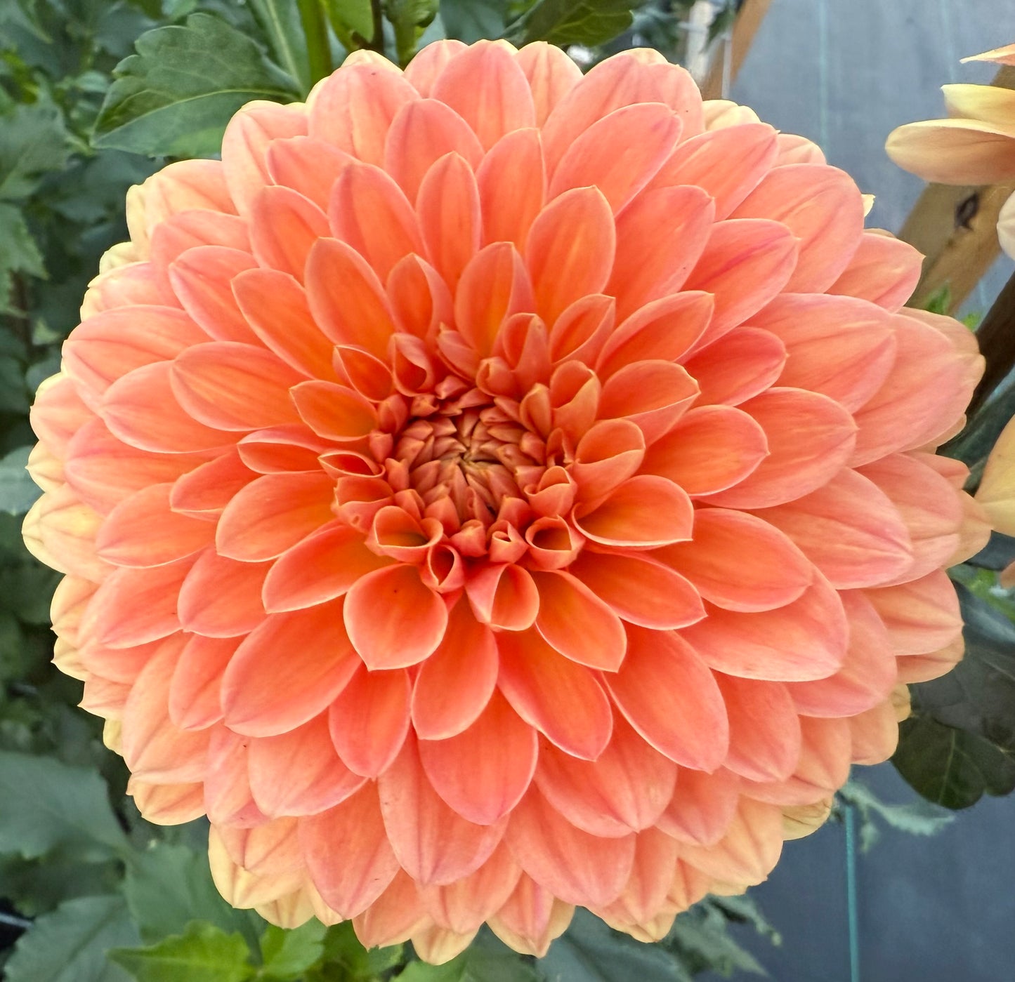 Amber Crystal (Euro Variety)- Tuber