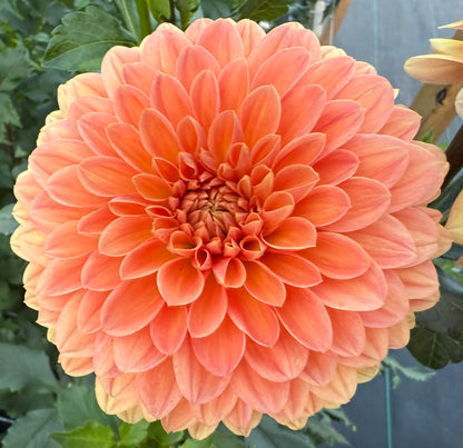 Amber Crystal (Euro Variety)- Tuber