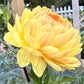 Sandia Gold - Tuber