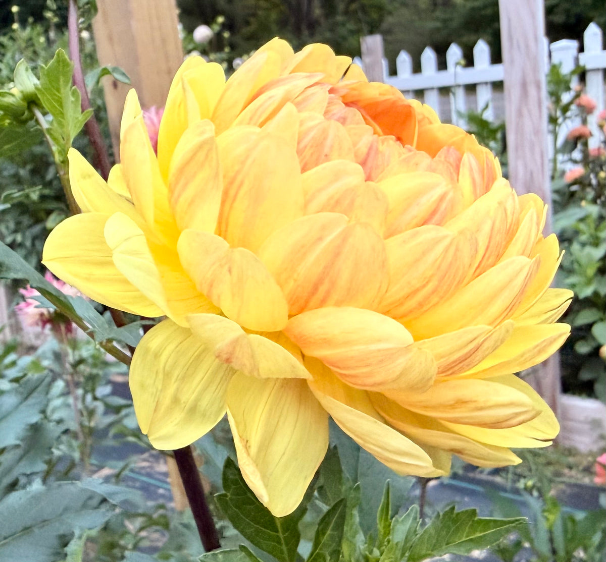 Sandia Gold - Tuber