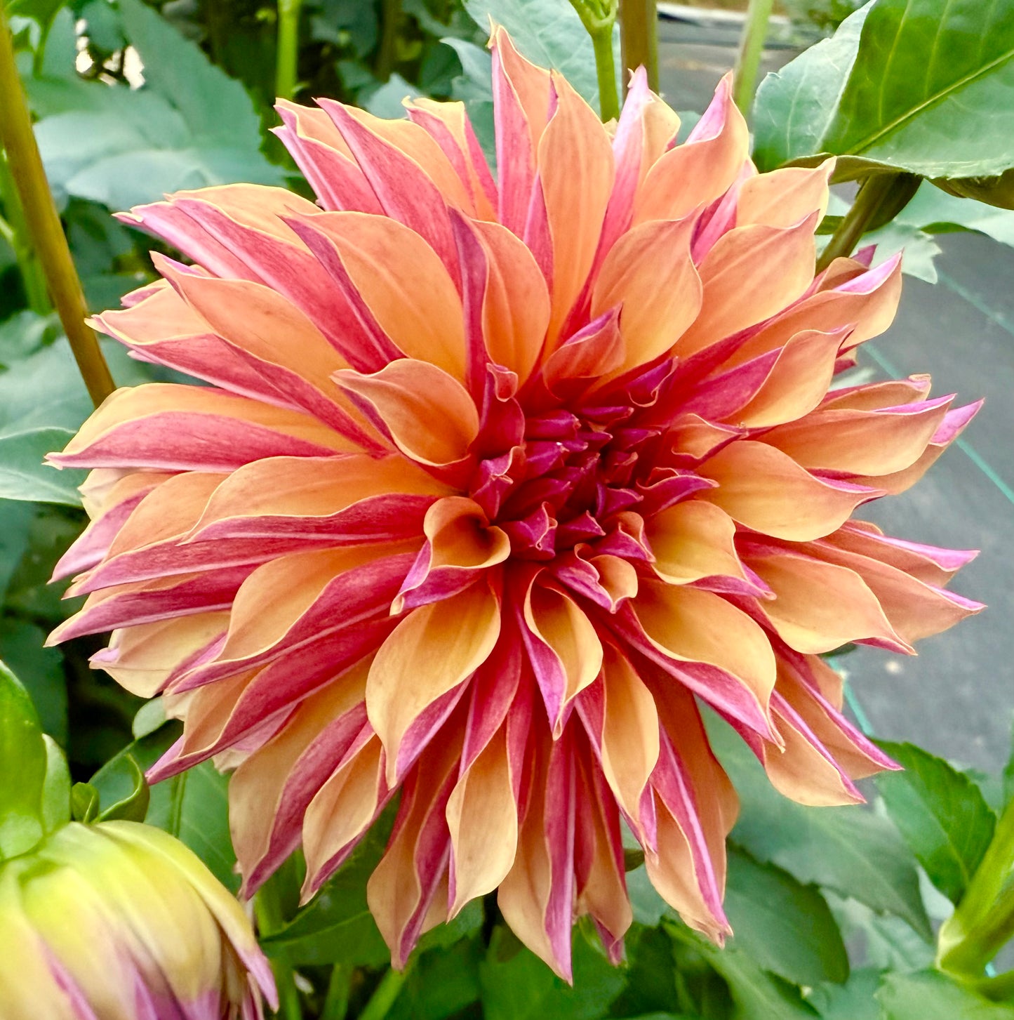 River’s Elizabeth - Tuber