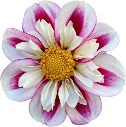 Bumble Rumble - Tuber