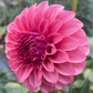 KA Keltie Rose - Tuber