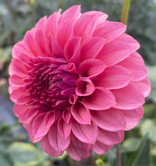 KA Keltie Rose - Tuber