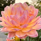 Sandia Bliss - Tuber