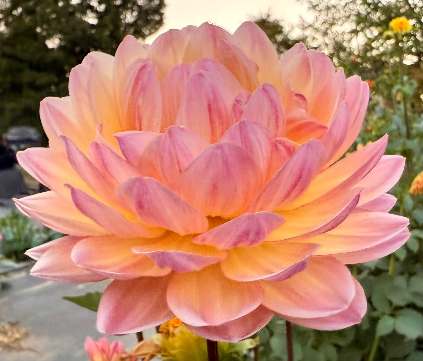 Sandia Bliss - Tuber