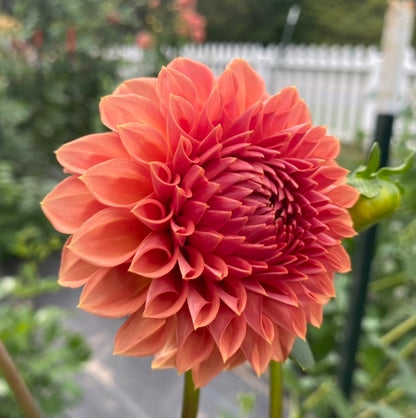 Ferncliff Apricot - Tuber