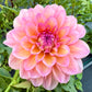 Sandia Rose - Tuber