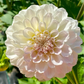 Irish Ruffles - Tuber