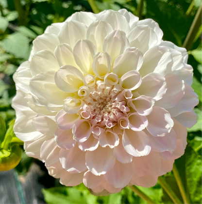 Irish Ruffles - Tuber