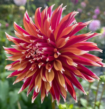 Bloomquist Firecracker - Tuber