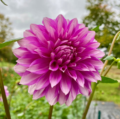 WB’s Misbehavin’ - Tuber