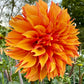 River’s Phoenix - Tuber