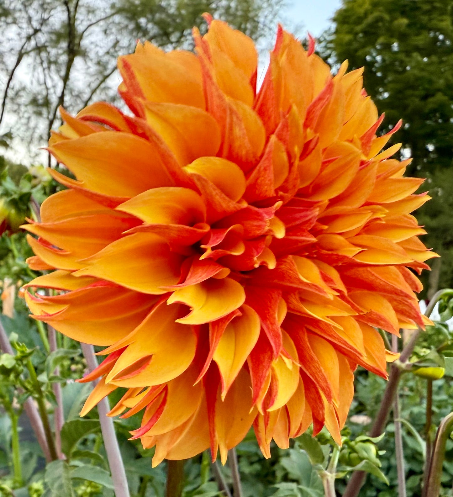 River’s Phoenix - Tuber