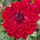 Sandia Bertha - Tuber