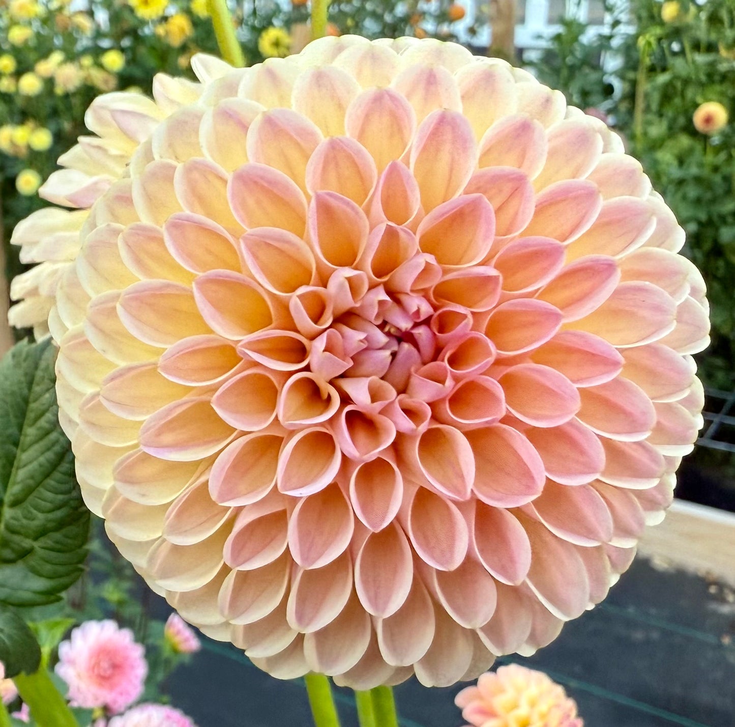 Hapet Salmon - Tuber