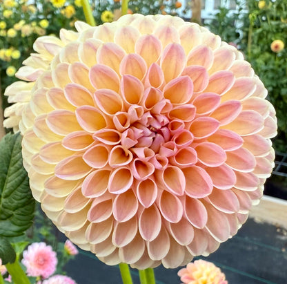 Hapet Salmon - Tuber