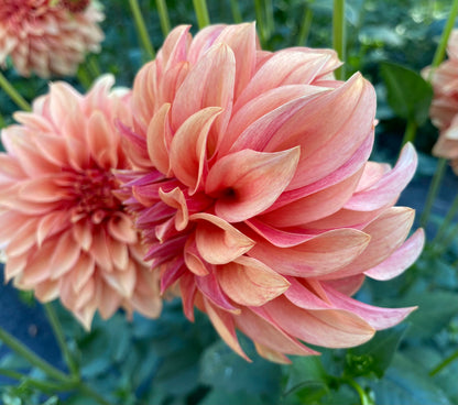 Bloomquist Pleasing - Tuber