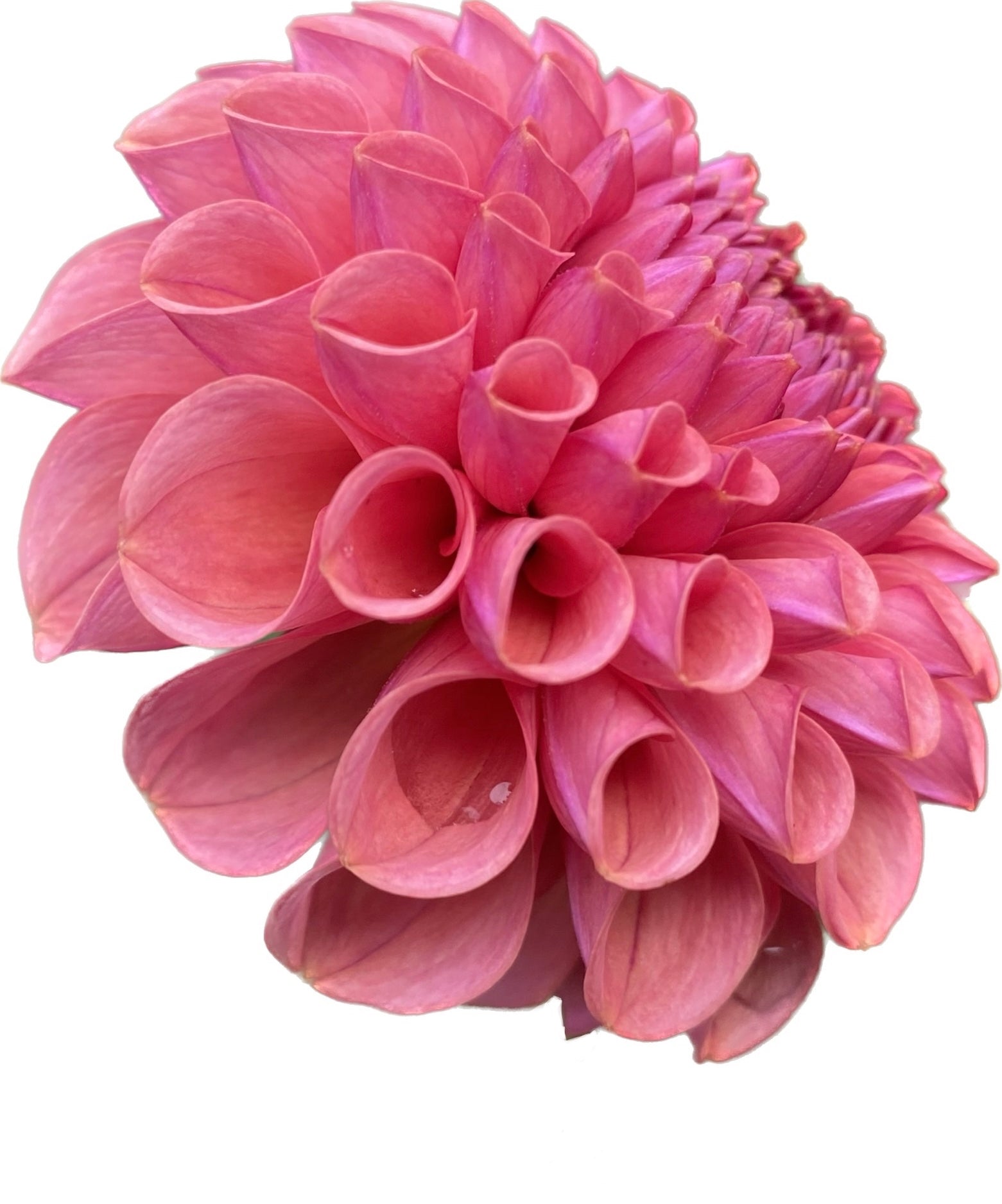 Dahlia Tubers – Page 2 – Dragonfly Dahlias