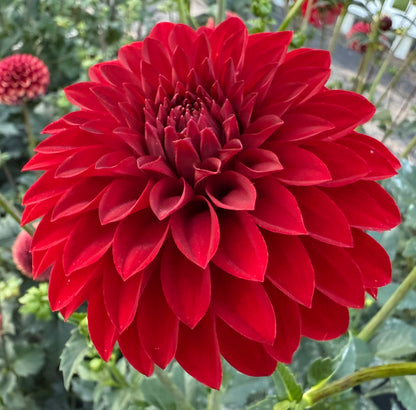 River’s Cherry Bomb - Tuber