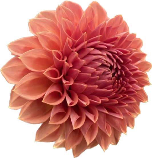 Ferncliff Apricot - Tuber