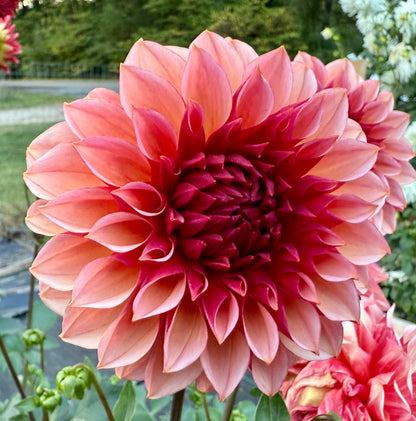 Peach Macaron (Japan variety) - Tuber