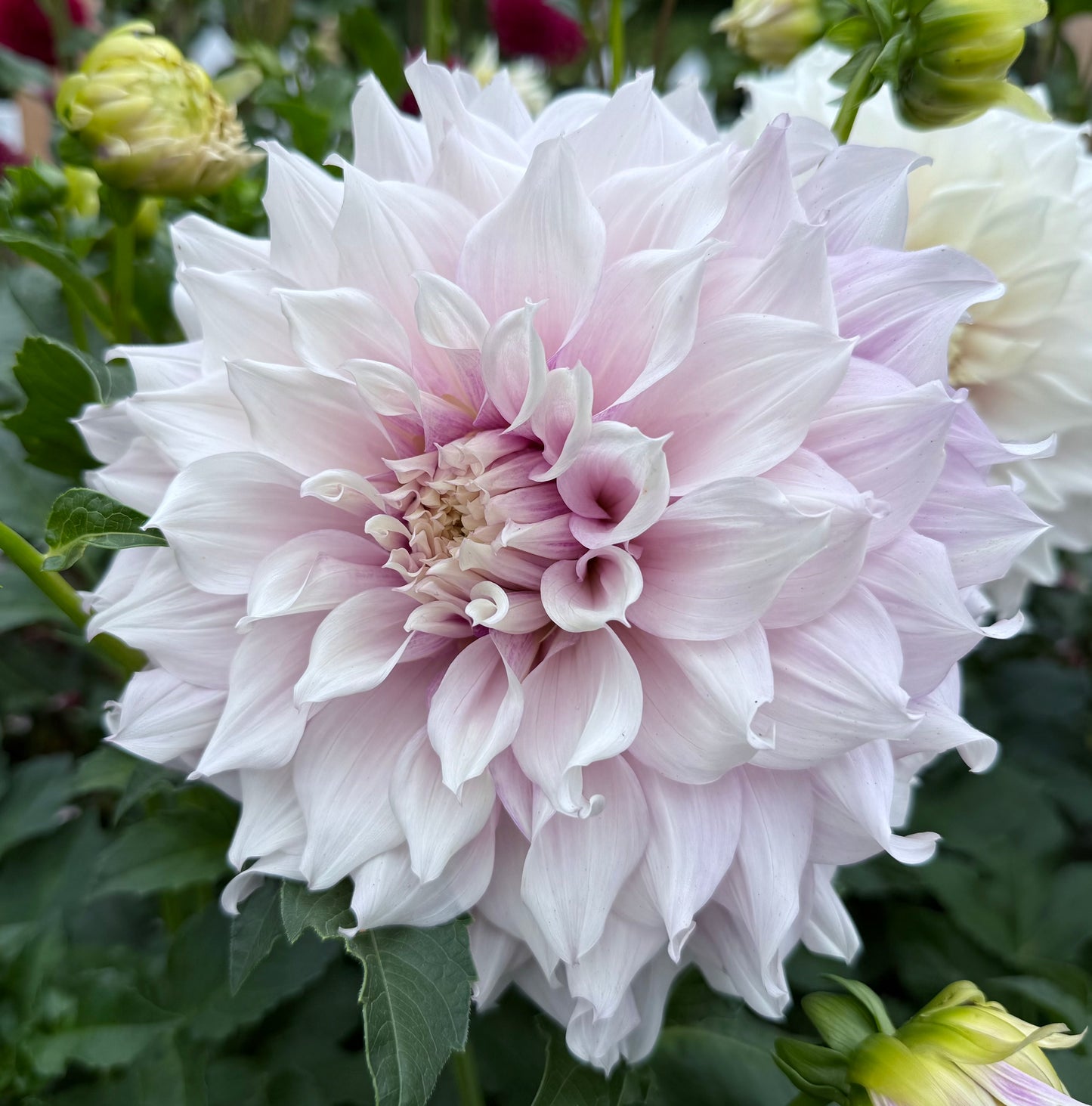 Allen’s Imagination - Tuber