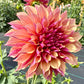 River’s Elizabeth - Tuber