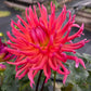 Hollyhill Margarita - Tuber