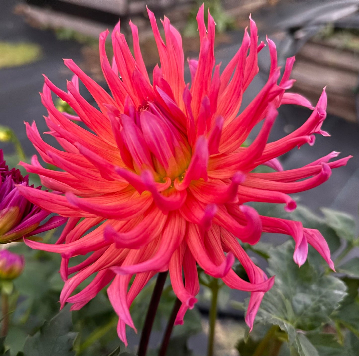 Hollyhill Margarita - Tuber