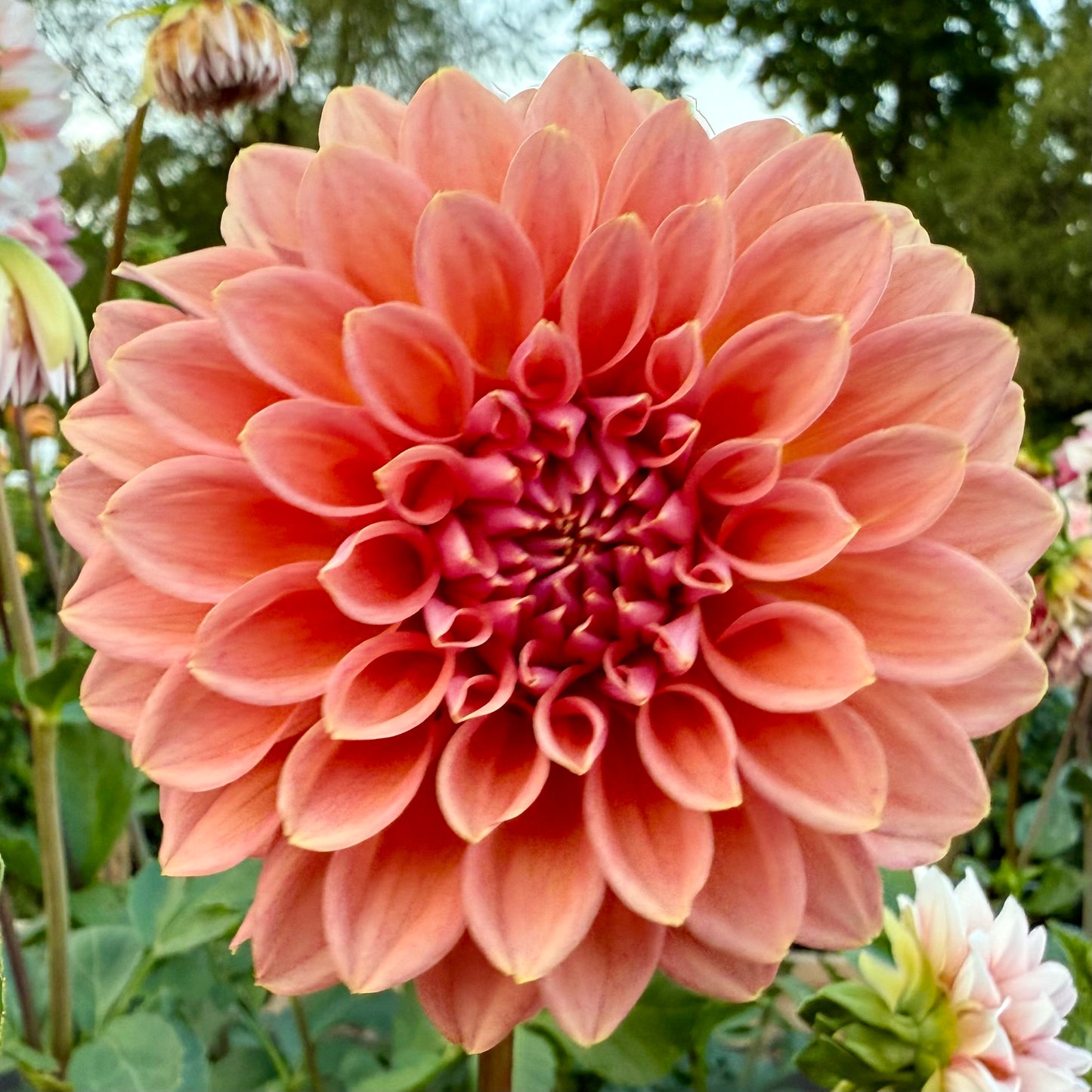 Lee’s Pineberry Trifle
