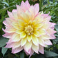 Garden of Love (Japan) - Tuber